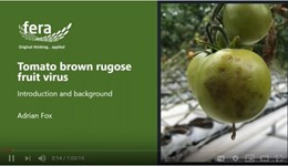 Webinar: ToBRFV update 2019